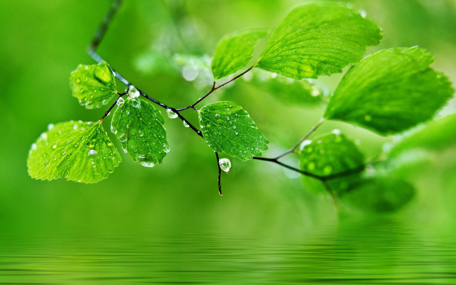 Leaf Classification